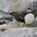 puffin_atlantic_msi_h_0129_can0129.jpg